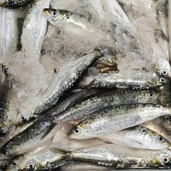 sardina fresca online a domicilio
