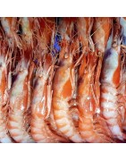 Comprar gambas rojas Alistado fresca en la tienda online de pescado y mariscos anna